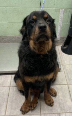 APOLLO - Rottweiler for adoption in Concord