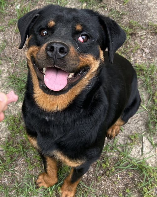 TANDY - Rottweiler for adoption in Concord