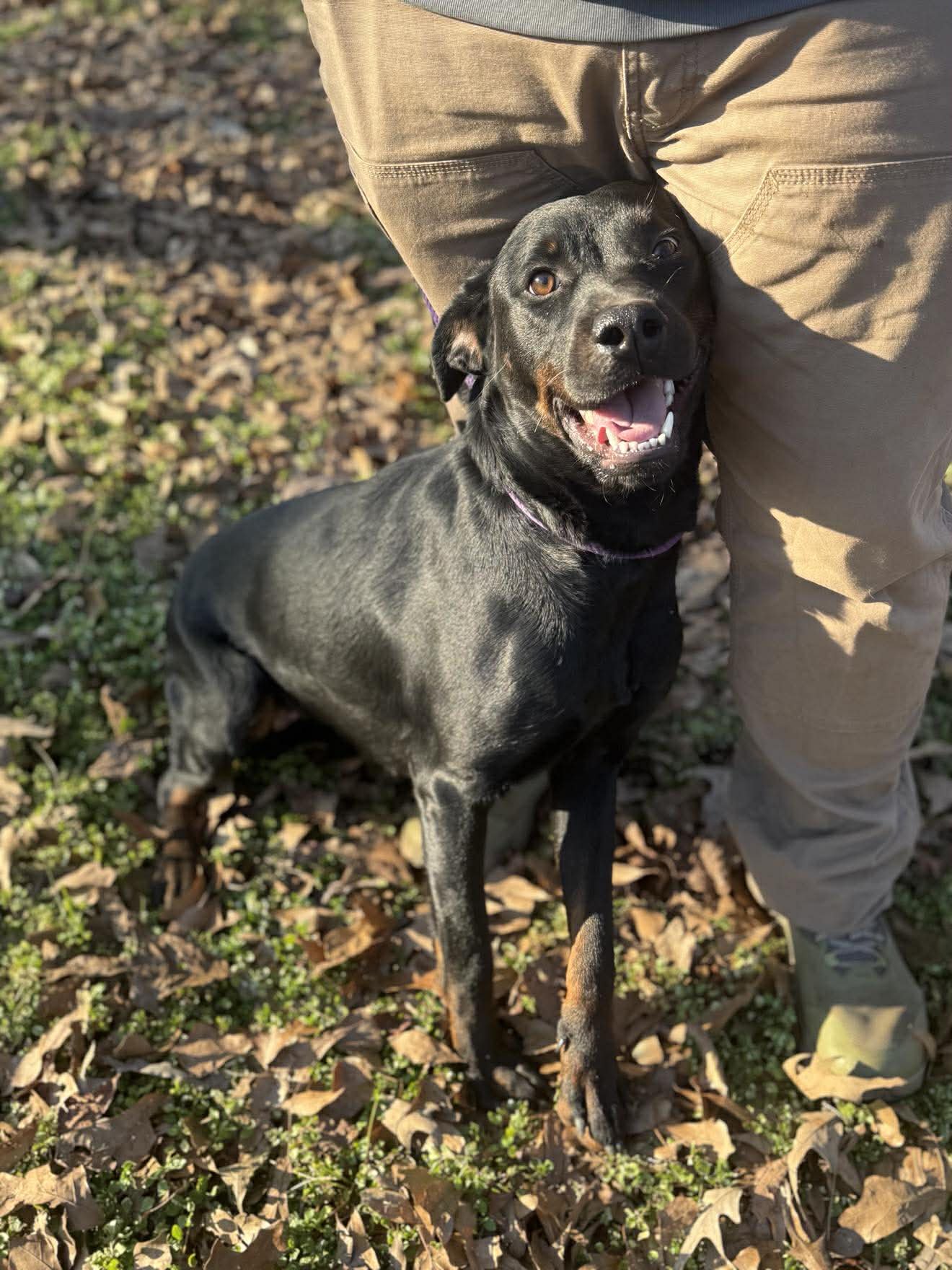 CRESLYN - Rottweiler available for adoption