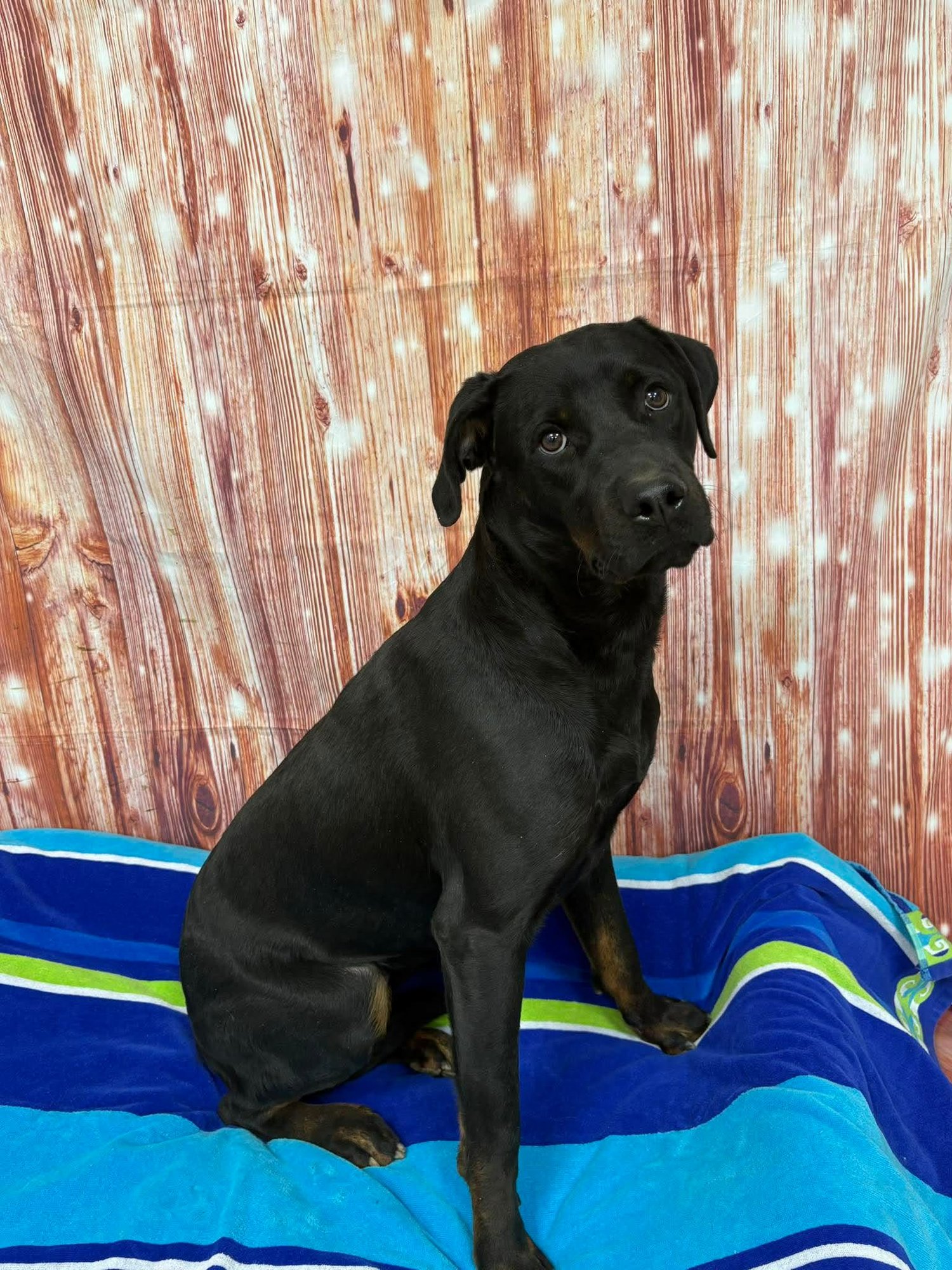 CRESLYN - Rottweiler available for adoption