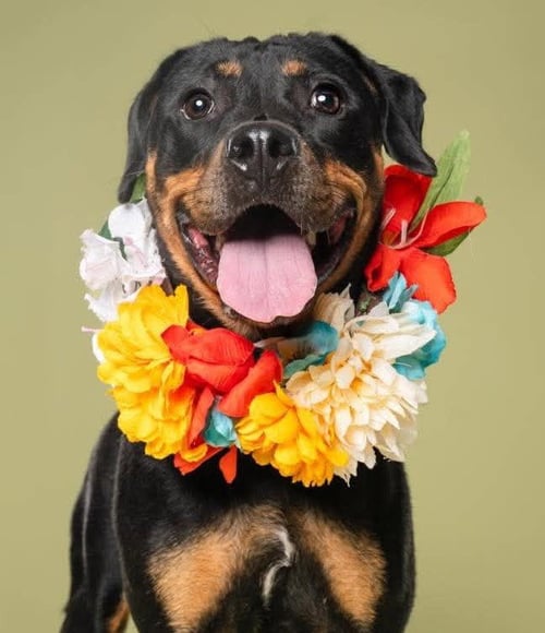 DALLAS - Rottweiler available for adoption