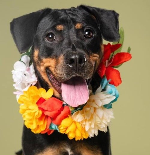 DALLAS - Rottweiler available for adoption
