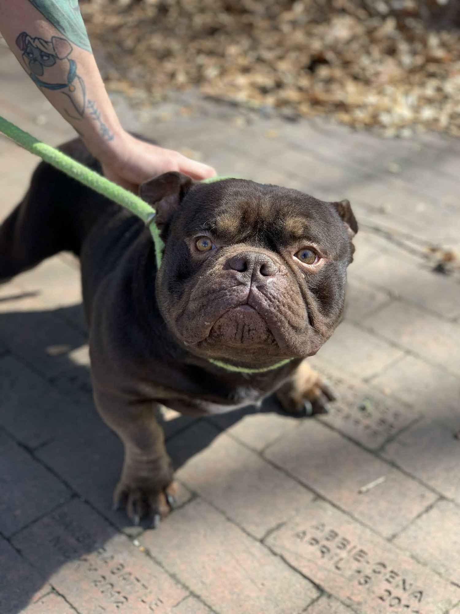 BRADY - Pit Bull Terrier for adoption in Concord