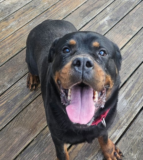 ROY - Rottweiler available for adoption