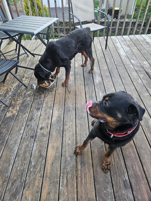 ROY - Rottweiler available for adoption