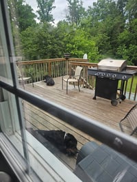 Roy - Photo 3