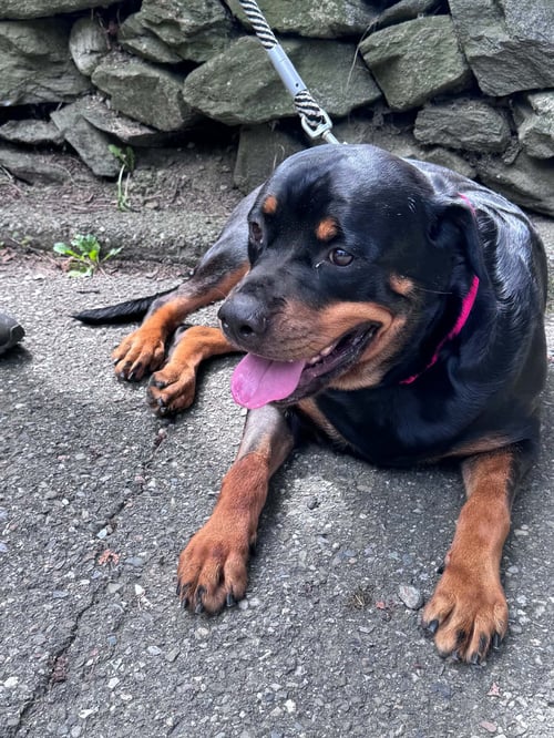 QUEEN - Rottweiler available for adoption
