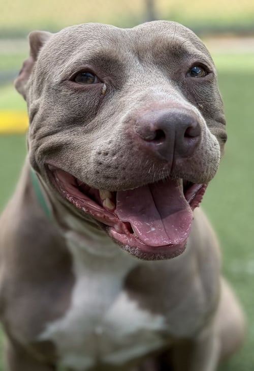 ANN - Pit Bull Terrier available for adoption