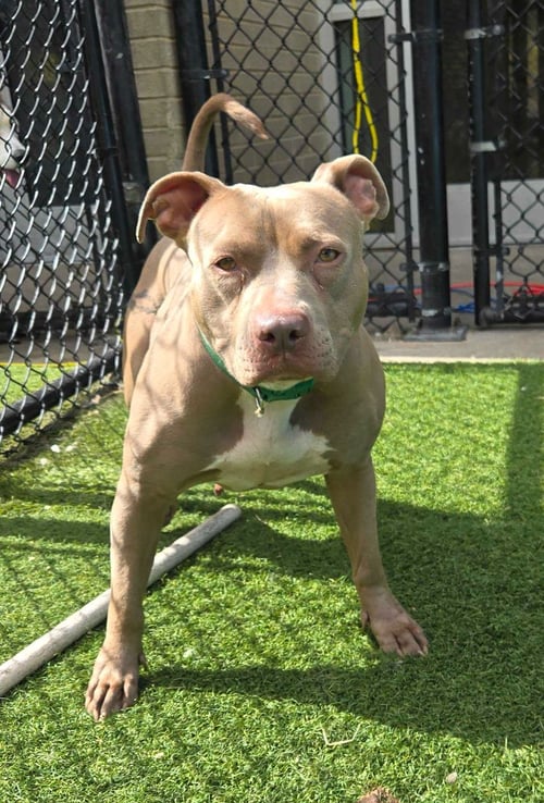 ANN - Pit Bull Terrier available for adoption