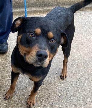 LOCHNESS - Rottweiler for adoption in Concord