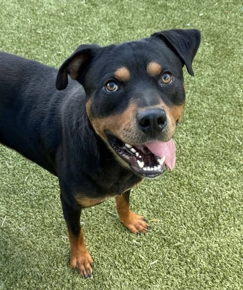 LOCHNESS - Rottweiler available for adoption