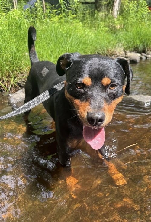 LOCHNESS - Rottweiler available for adoption