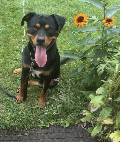 LOCHNESS - Rottweiler available for adoption