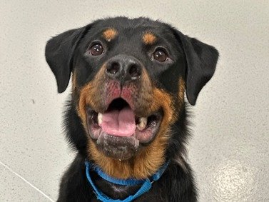 HOLLIE - Rottweiler available for adoption