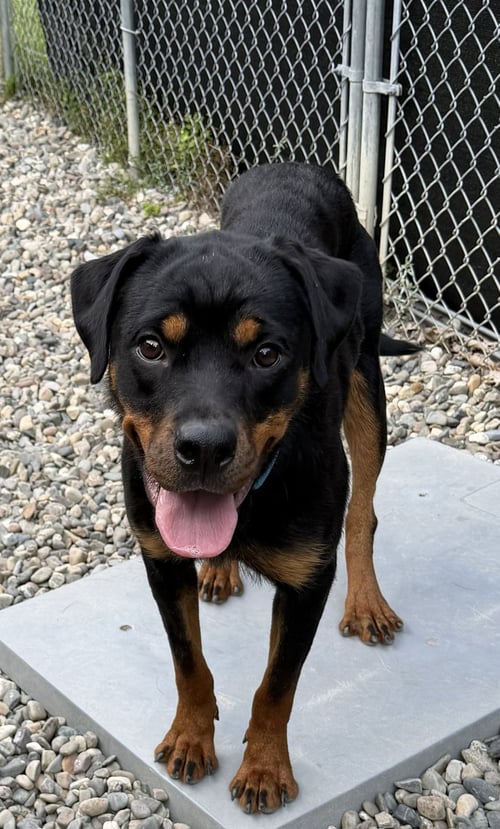 HOLLIE - Rottweiler available for adoption