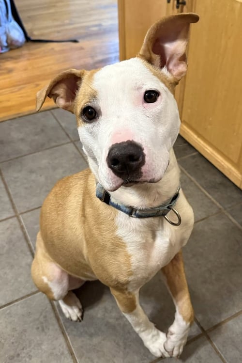SACHSE - Pit Bull Terrier available for adoption