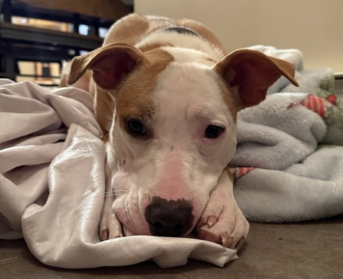 SACHSE - Pit Bull Terrier available for adoption
