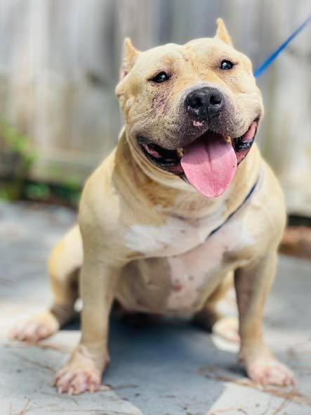 STARLA - Pit Bull Terrier available for adoption