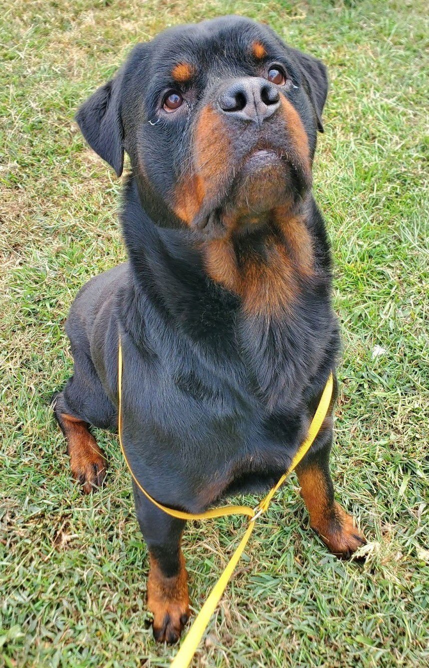 BENTLEY - FOSTER NEEDED - Rottweiler available for adoption