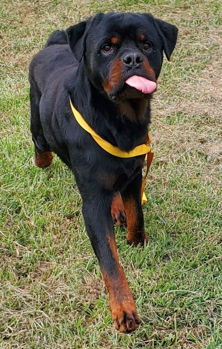 BENTLEY - FOSTER NEEDED - Rottweiler available for adoption