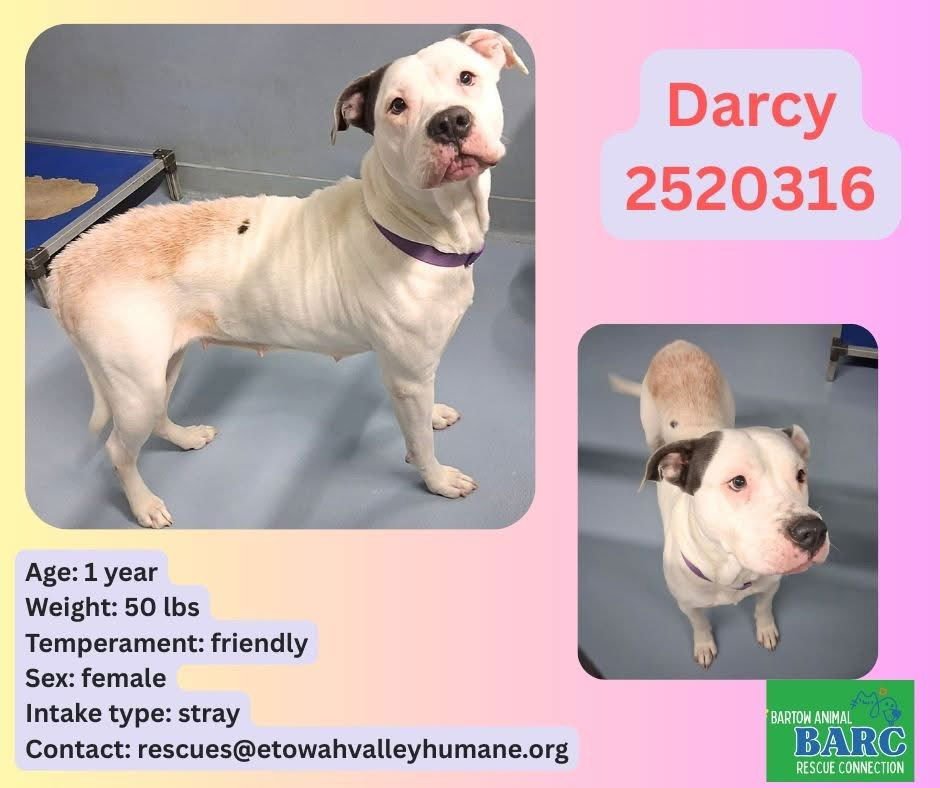 DARCY - Pit Bull Terrier available for adoption