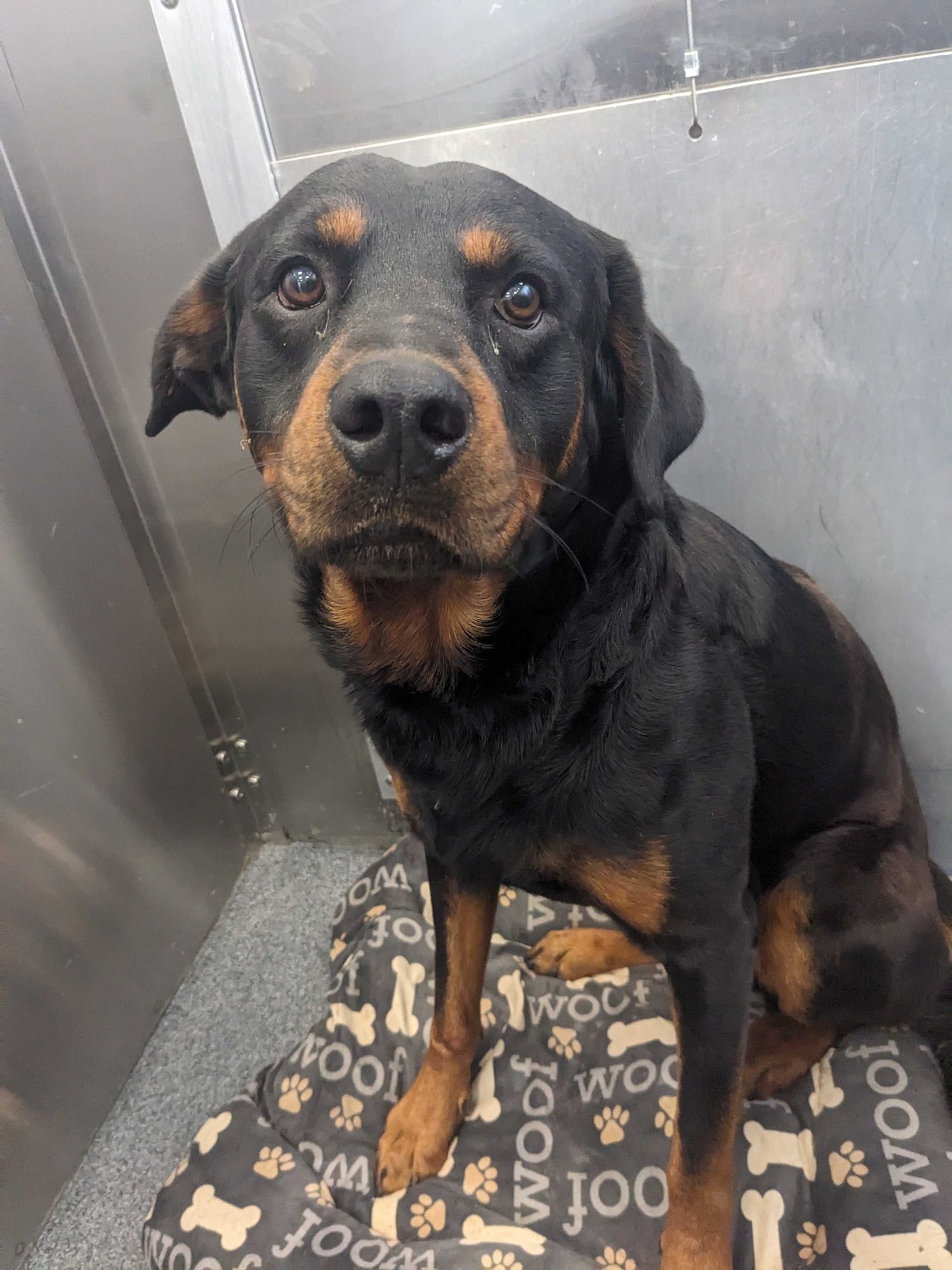 LACKEY - Rottweiler available for adoption