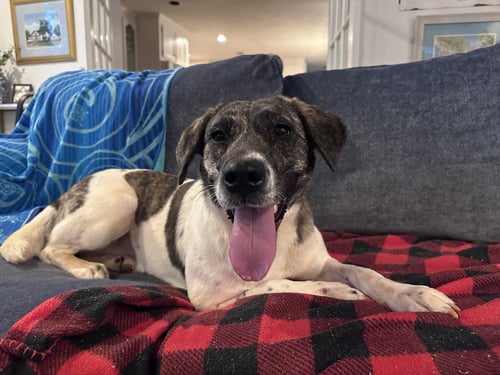 SISSY--COURTESY POST - Labrador Retriever available for adoption