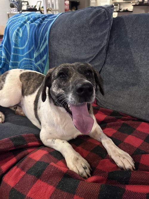 SISSY--COURTESY POST - Labrador Retriever available for adoption