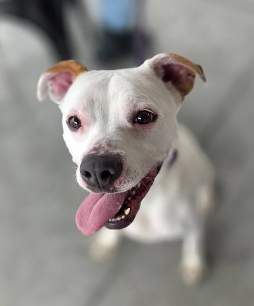 ZADA - Pit Bull Terrier available for adoption