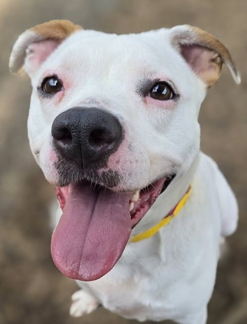 ZADA - Pit Bull Terrier available for adoption