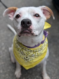 Zada - Photo 4