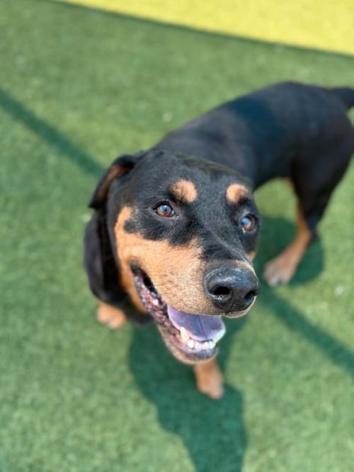 LEXI - Rottweiler available for adoption