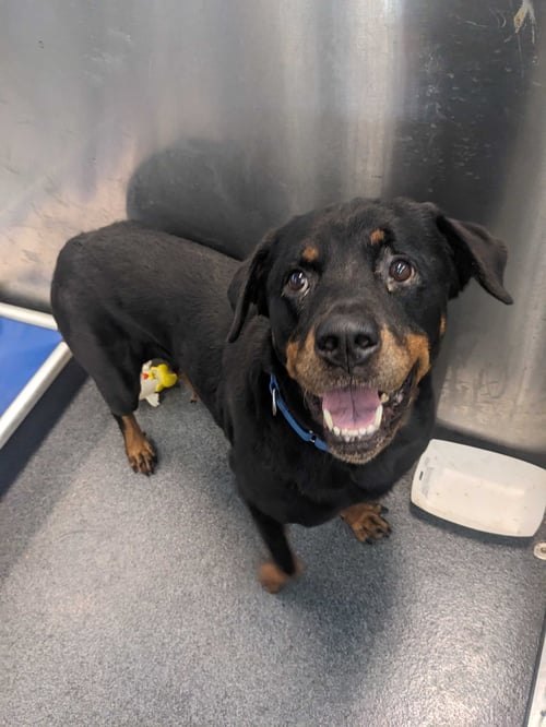 LEXI - Rottweiler available for adoption