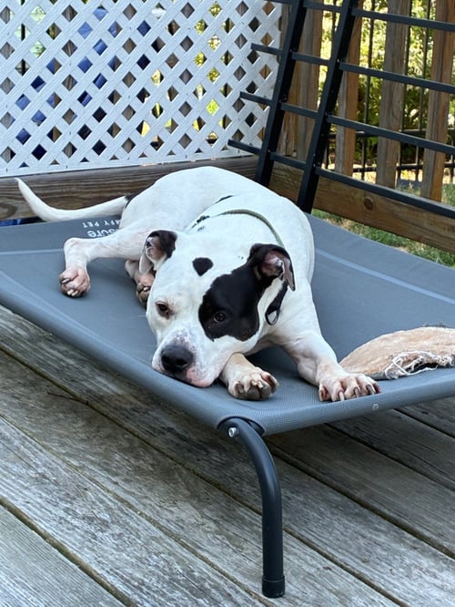 BUCK - American Bulldog available for adoption