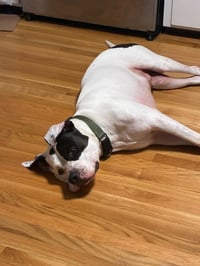 Buck - Photo 4