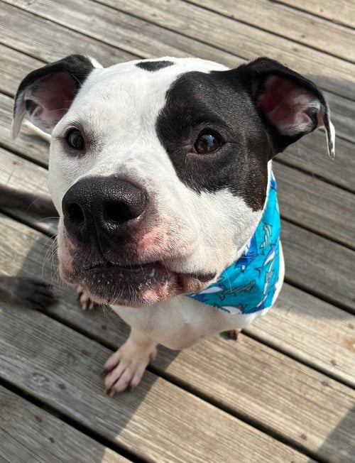 BUCK - American Bulldog available for adoption