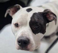 Buck - Photo 6