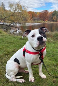 Buck - Photo 3