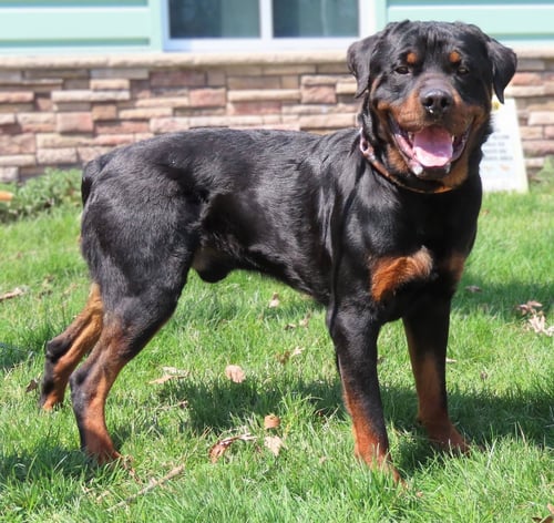 AMITYVILLE ROCCO - COURTESY POST - Rottweiler available for adoption