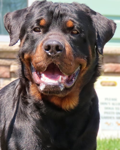 AMITYVILLE ROCCO - COURTESY POST - Rottweiler available for adoption
