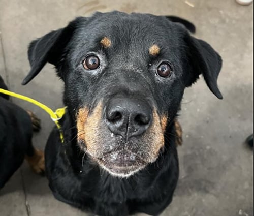 SHYLA - Rottweiler available for adoption