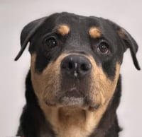 Roxy - Photo 1
