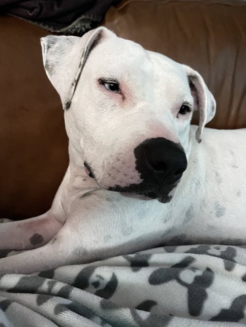 VESPA - American Pit Bull Terrier / Bull Terrier available for adoption