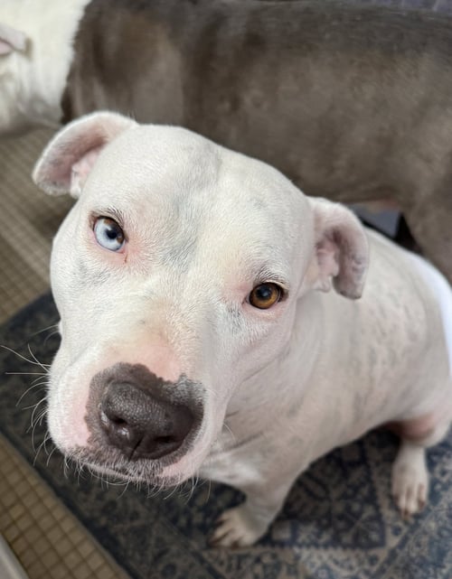 VESPA - American Pit Bull Terrier / Bull Terrier available for adoption