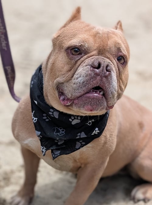 WREN - Bulldog available for adoption