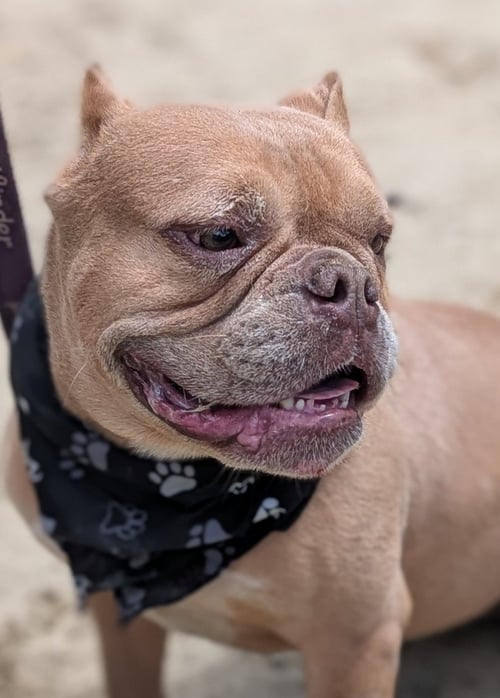 WREN - Bulldog available for adoption