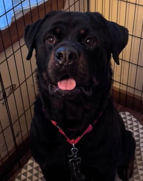 DAN - Rottweiler available for adoption
