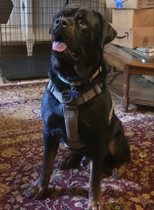 DAN - Rottweiler available for adoption