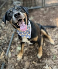 Rubble--Foster needed! - Photo 4