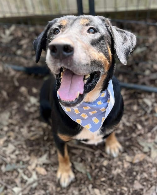 RUBBLE--FOSTER NEEDED! - Rottweiler available for adoption